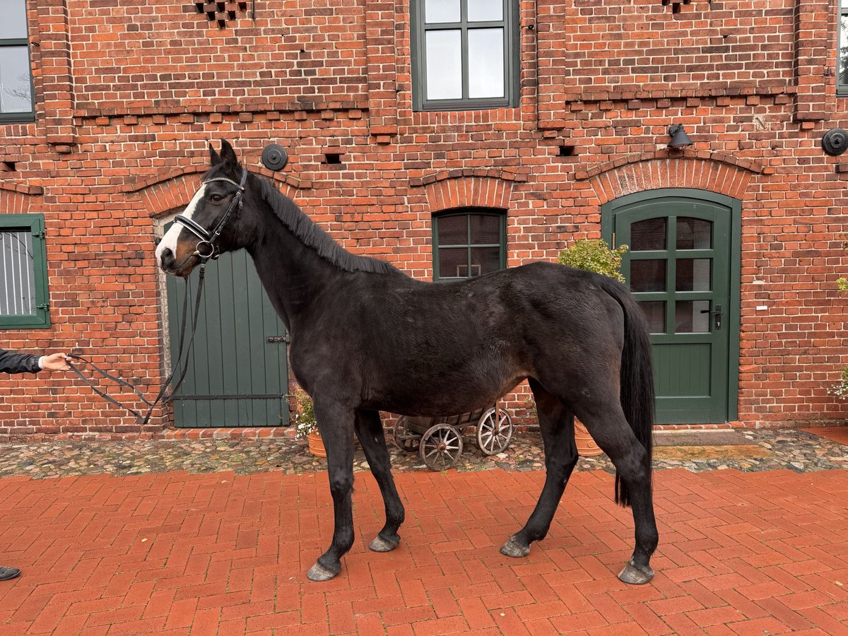 Westfalisk häst Sto 18 år 165 cm Mörkbrun in Sieversdorf-Hohenofen