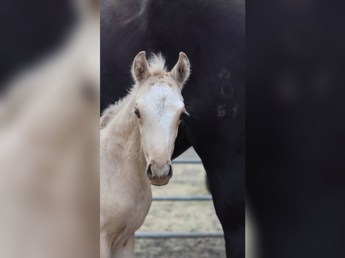 Westfalisk häst Sto 1 år 150 cm Palomino in Zell