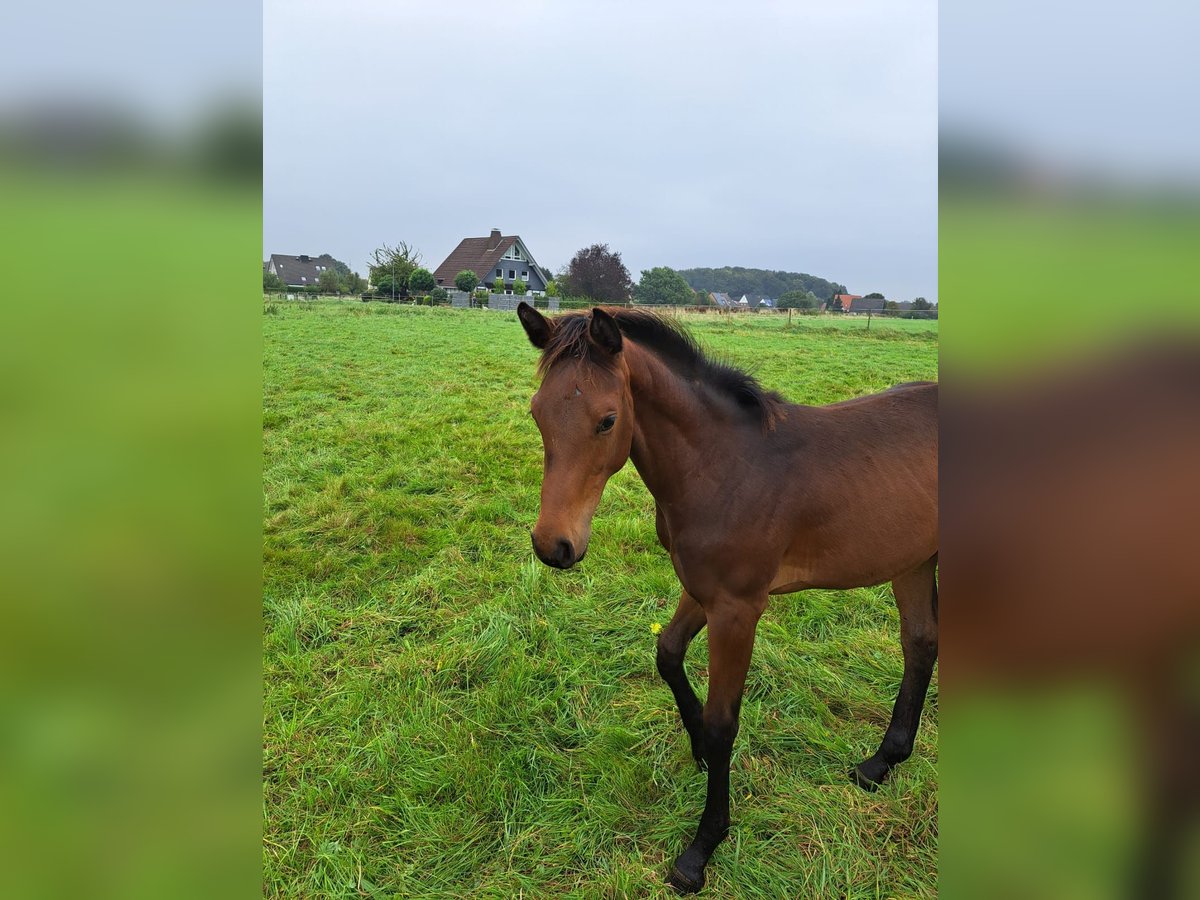 Westfalisk häst Sto 1 år in Leopoldshöhe