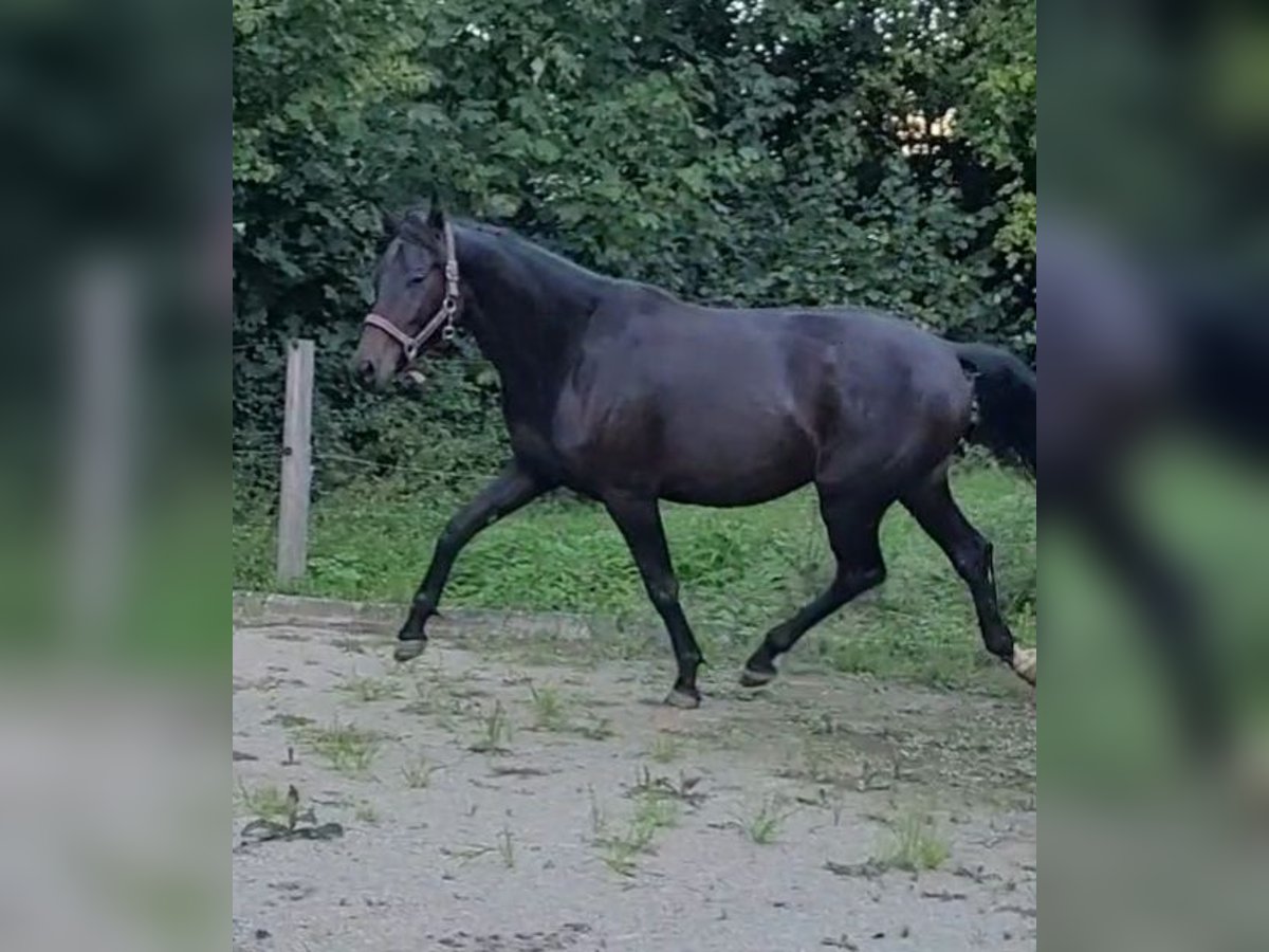 Westfalisk häst Sto 3 år 165 cm Rökfärgad svart in Oberried