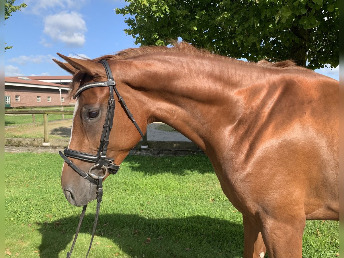 Westfalisk häst Sto 3 år 169 cm fux in Rosendahl