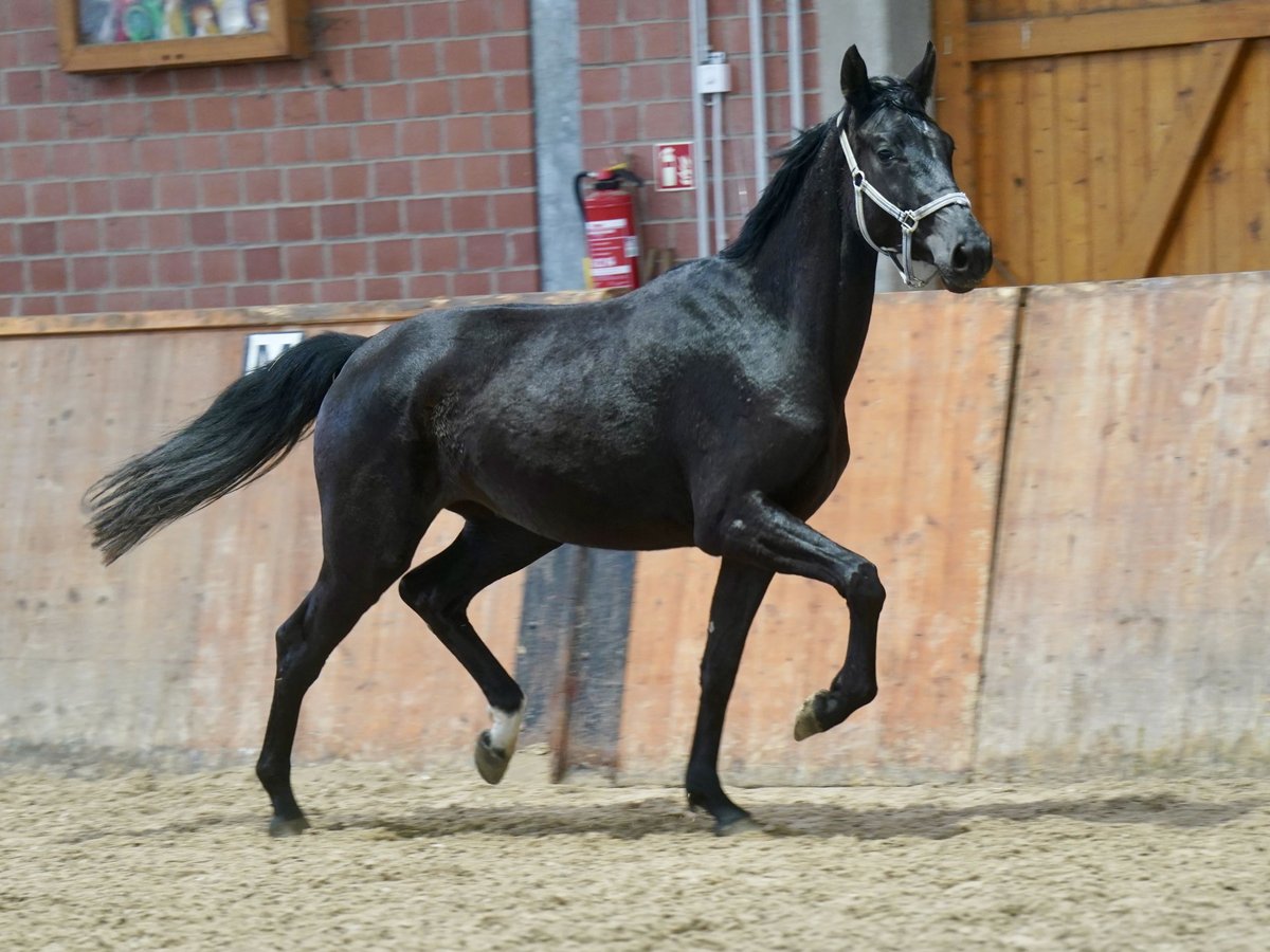 Westfalisk häst Sto 3 år 169 cm Svart in Paderborn