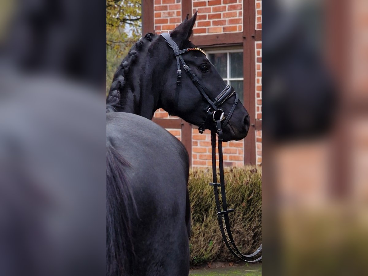 Westfalisk häst Sto 4 år 158 cm Svart in Warendorf