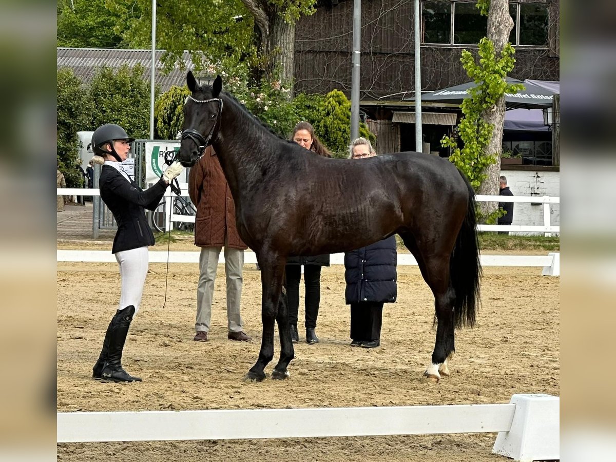 Westfalisk häst Sto 4 år 163 cm Svart in Nümbrecht