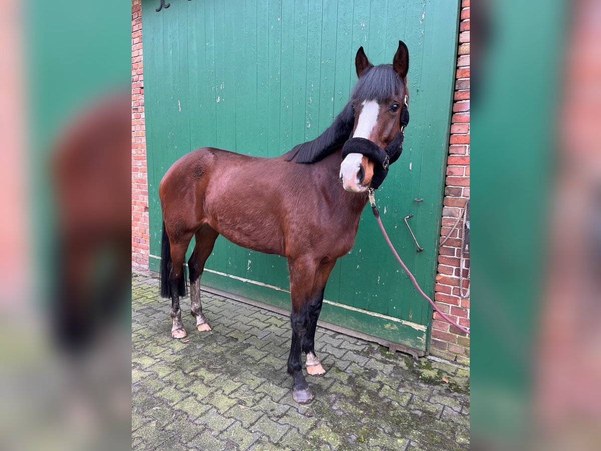 Westfalisk häst Sto 4 år 164 cm Mörkbrun in Gütersloh