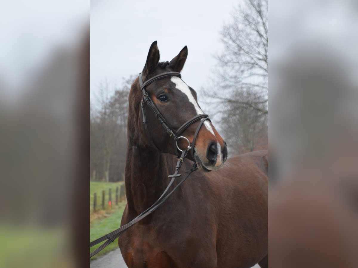 Westfalisk häst Sto 4 år 166 cm Mörkbrun in Nottuln