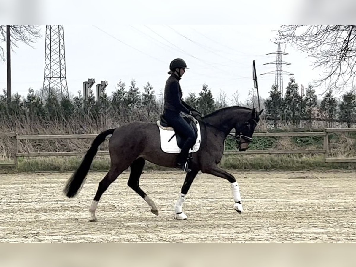 Westfalisk häst Sto 4 år 168 cm Mörkbrun in Unna
