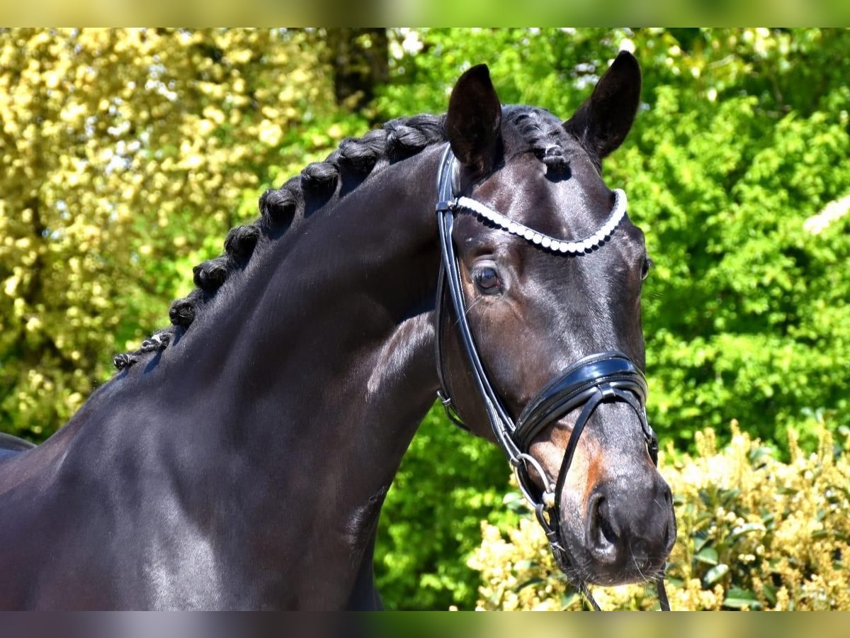 Westfalisk häst Sto 4 år 170 cm Mörkbrun in Dormagen