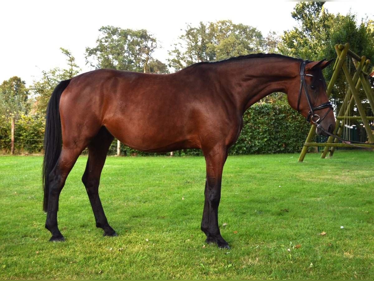 Westfalisk häst Sto 4 år 172 cm Brun in Freren