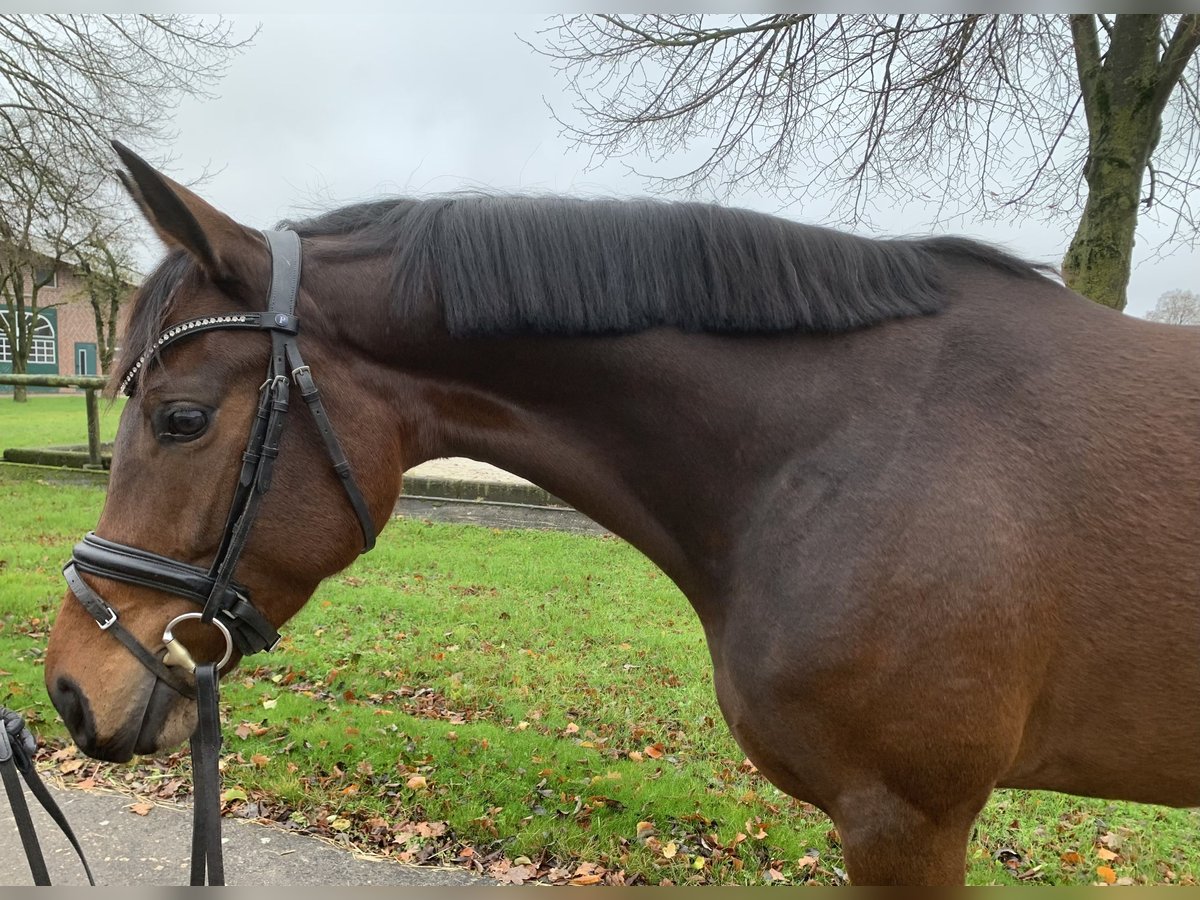 Westfalisk häst Sto 5 år 164 cm Mörkbrun in Rosendahl