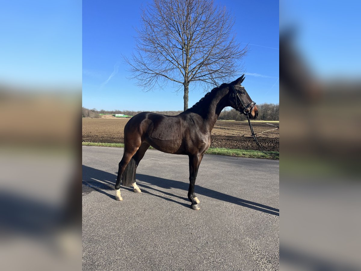Westfalisk häst Sto 5 år 165 cm Mörkbrun in Kerpen