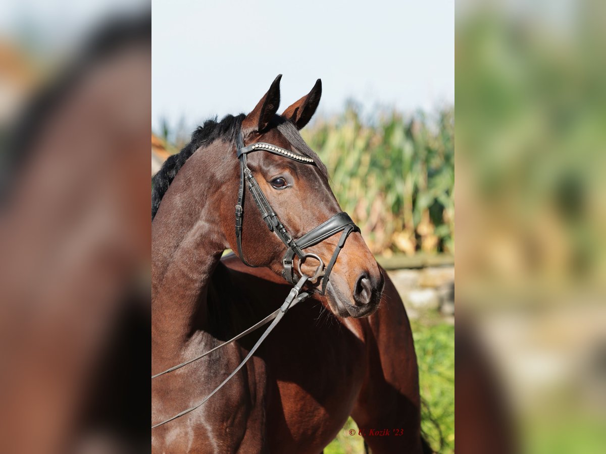 Westfalisk häst Sto 5 år 167 cm Mörkbrun in Ibbenbüren