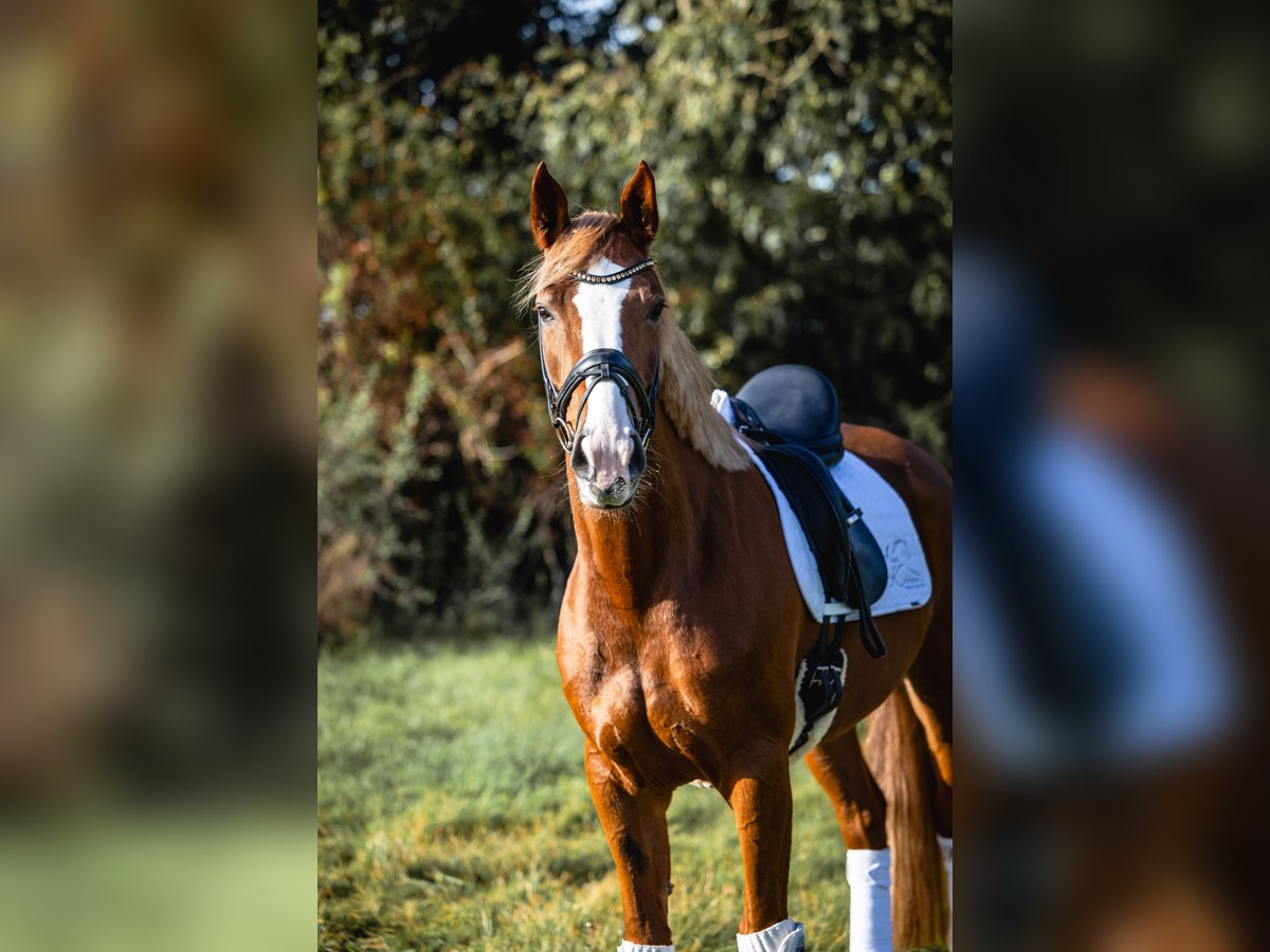 Westfalisk häst Sto 5 år 168 cm fux in Coesfeld