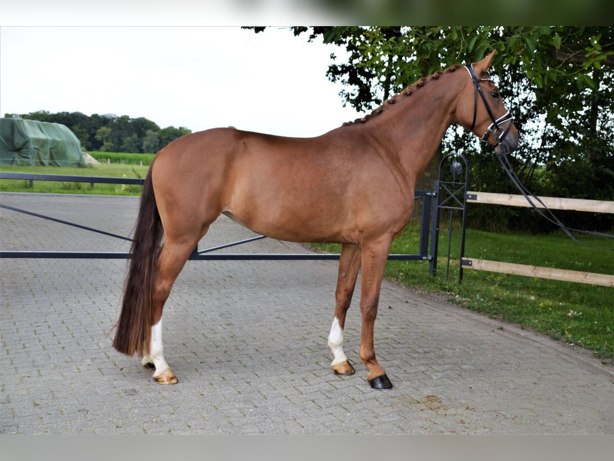 Westfalisk häst Sto 5 år 170 cm fux in Nottuln