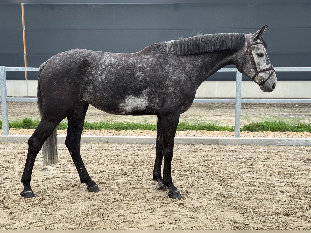 Westfalisk häst Sto 5 år 170 cm Grå-mörk-brun in Kamenz