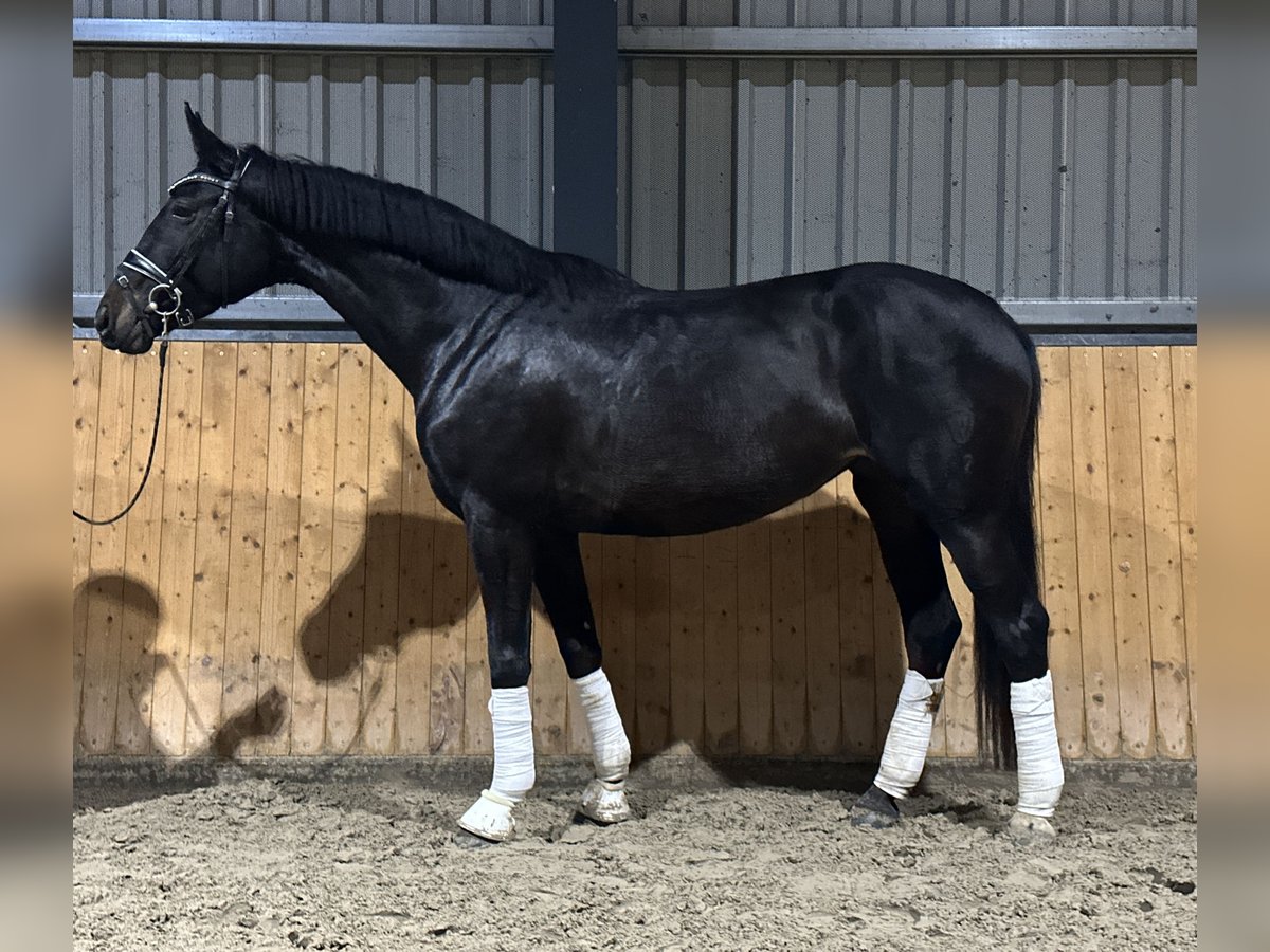 Westfalisk häst Sto 5 år 170 cm Mörkbrun in Hohenhameln