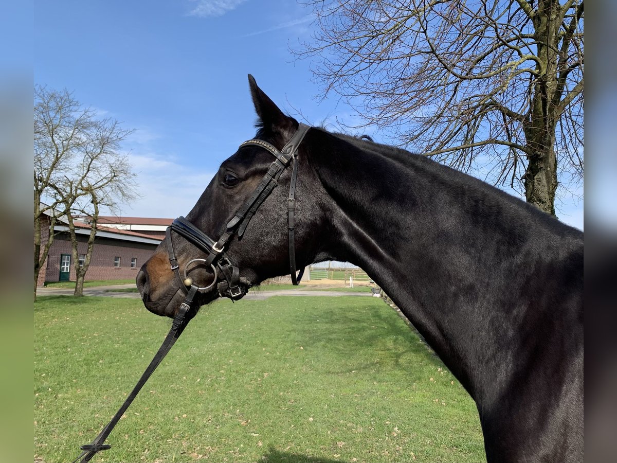 Westfalisk häst Sto 5 år 172 cm Rökfärgad svart in Rosendahl