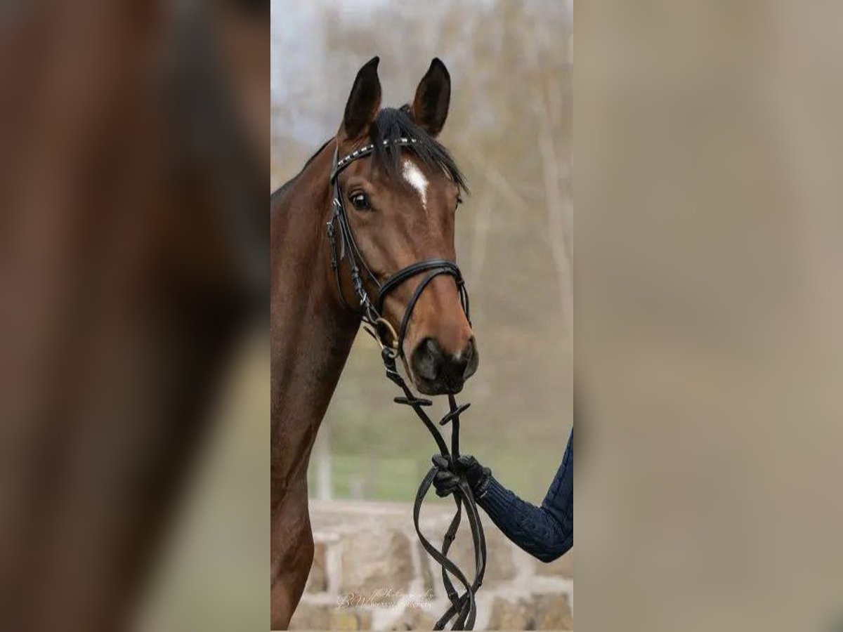 Westfalisk häst Sto 6 år 162 cm Brun in Bad Pyrmont