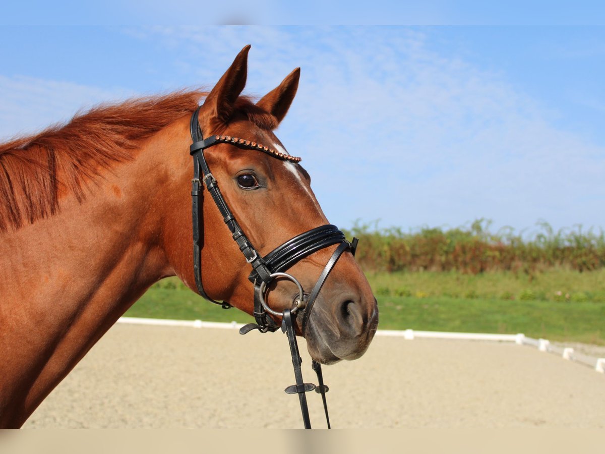 Westfalisk häst Sto 6 år 164 cm fux in Recklinghausen