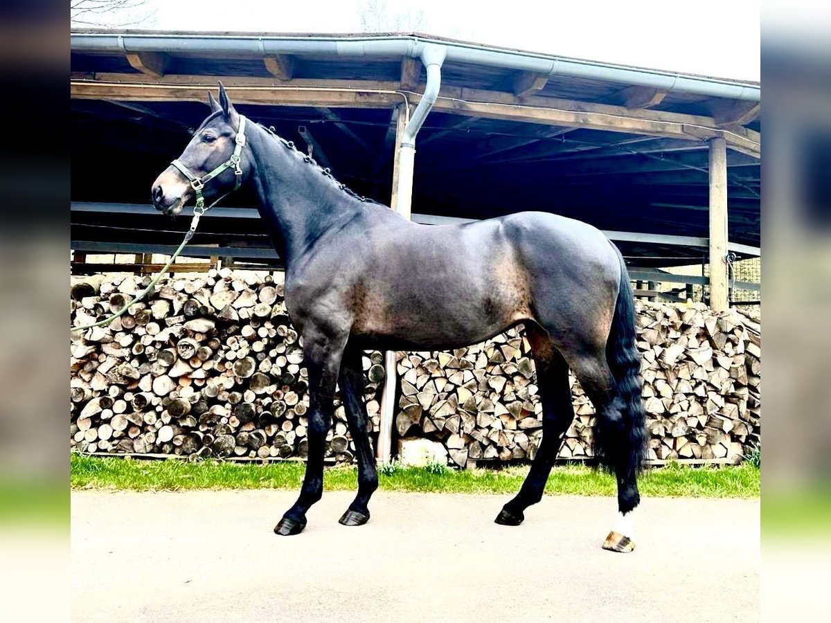 Westfalisk häst Sto 6 år 168 cm Rökfärgad svart in Sangerhausen
