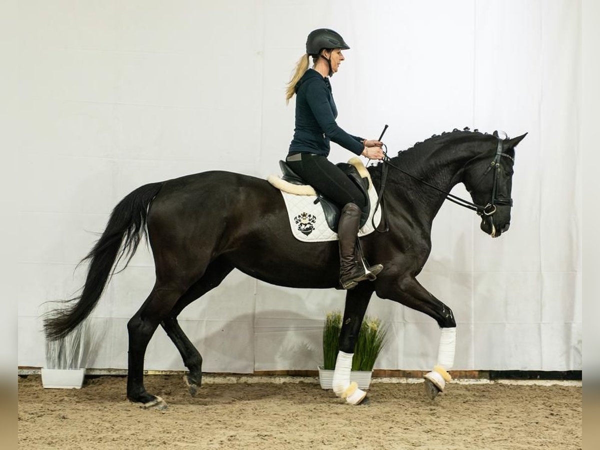 Westfalisk häst Sto 6 år 173 cm Svart in Wysin