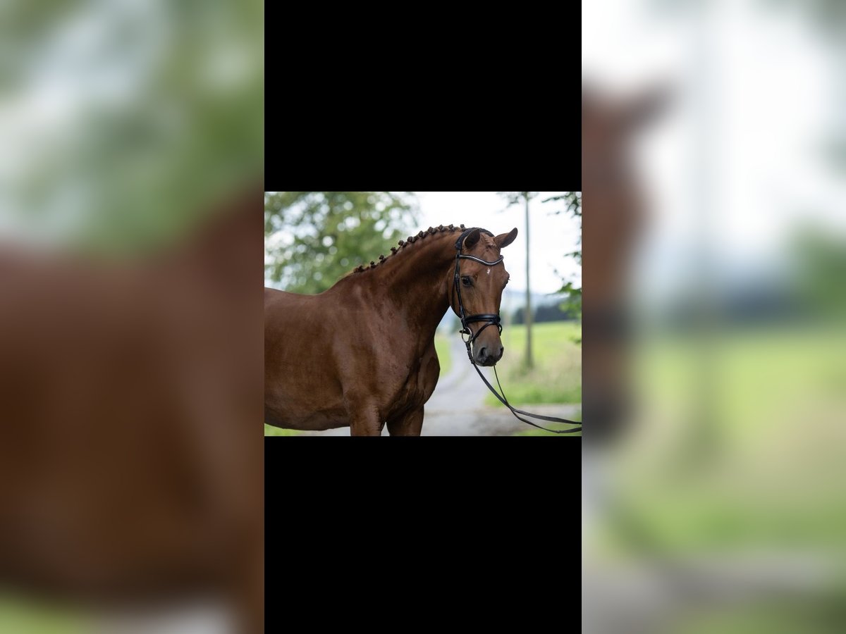 Westfalisk häst Sto 7 år 165 cm fux in Burbach
