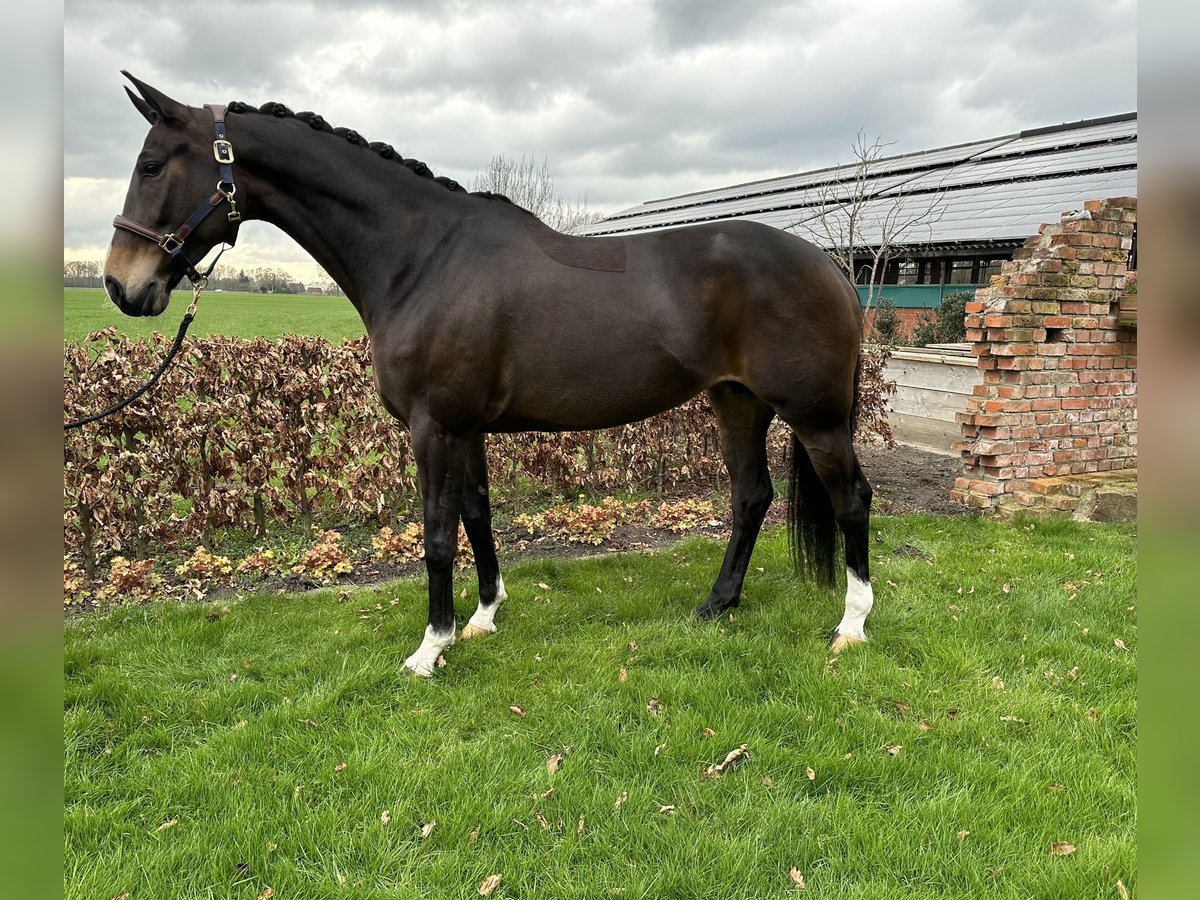 Westfalisk häst Sto 7 år 165 cm Mörkbrun in Emlichheim