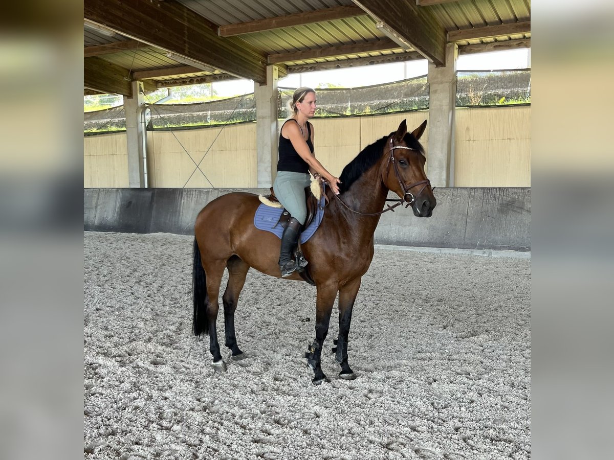 Westfalisk häst Sto 7 år 167 cm Brun in Bretten