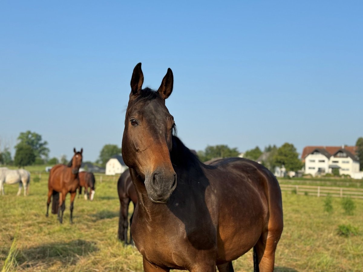 Westfalisk häst Sto 7 år 170 cm Brun in Weilerswist