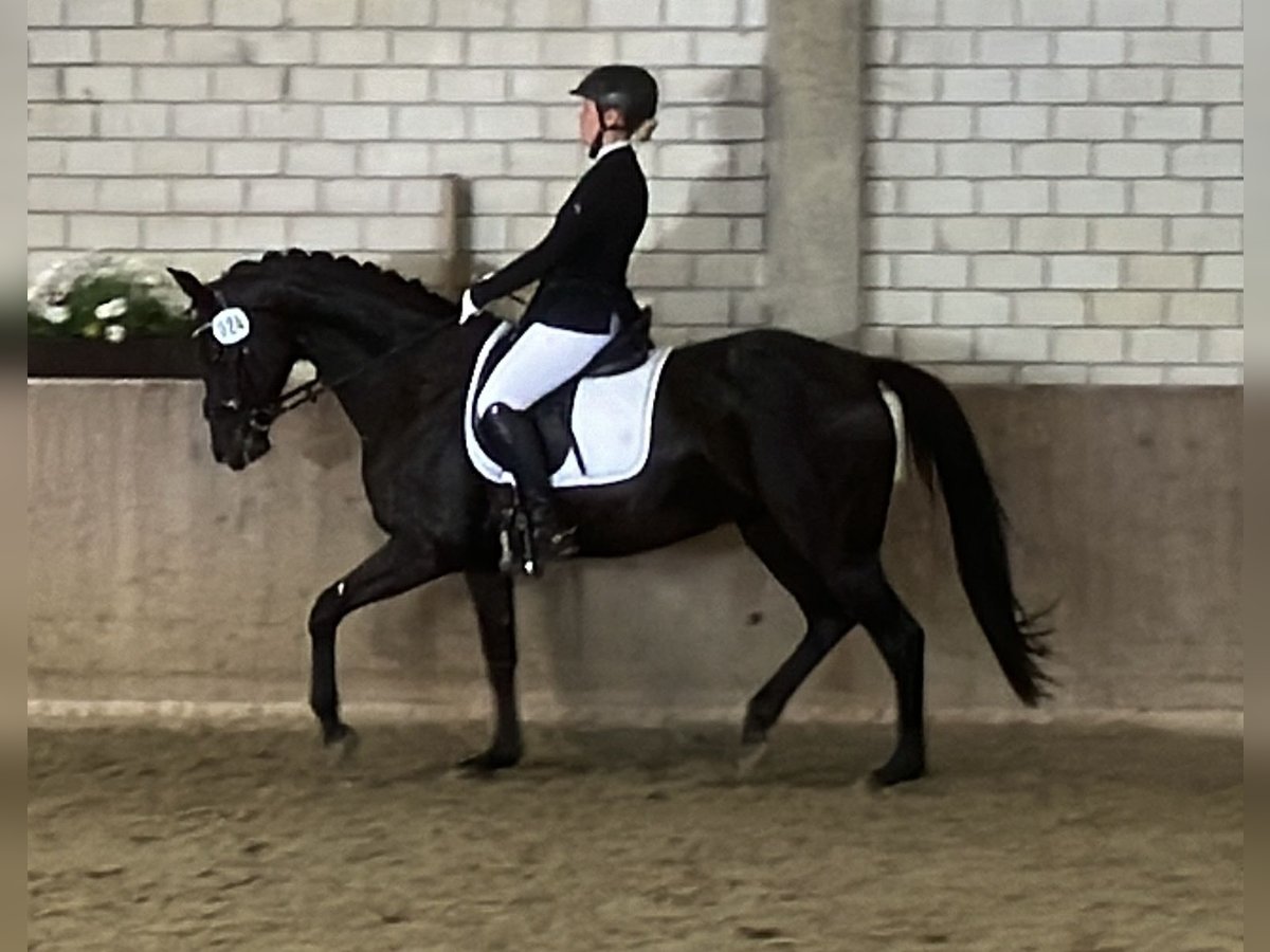 Westfalisk häst Sto 8 år 165 cm Rökfärgad svart in Harsewinkel