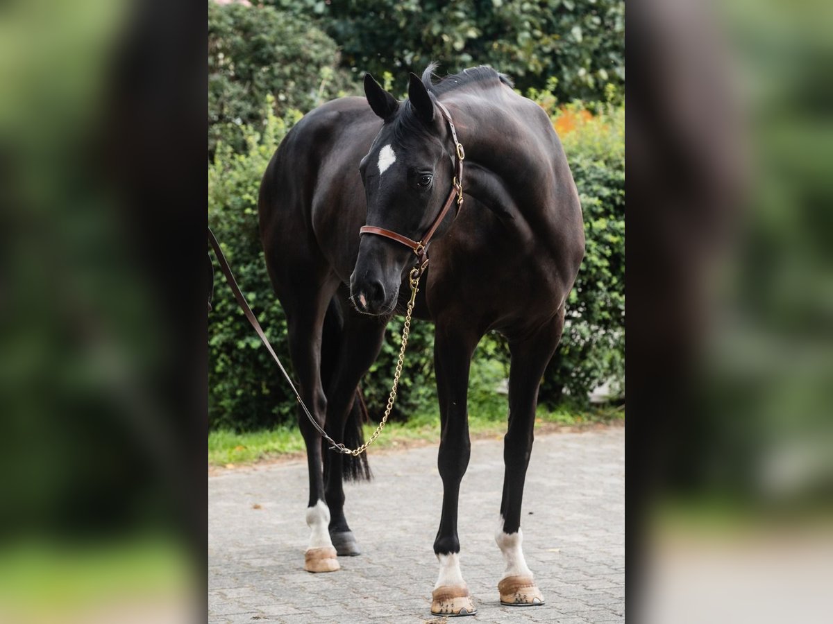 Westfalisk häst Sto 8 år 166 cm Svart in Duszniki