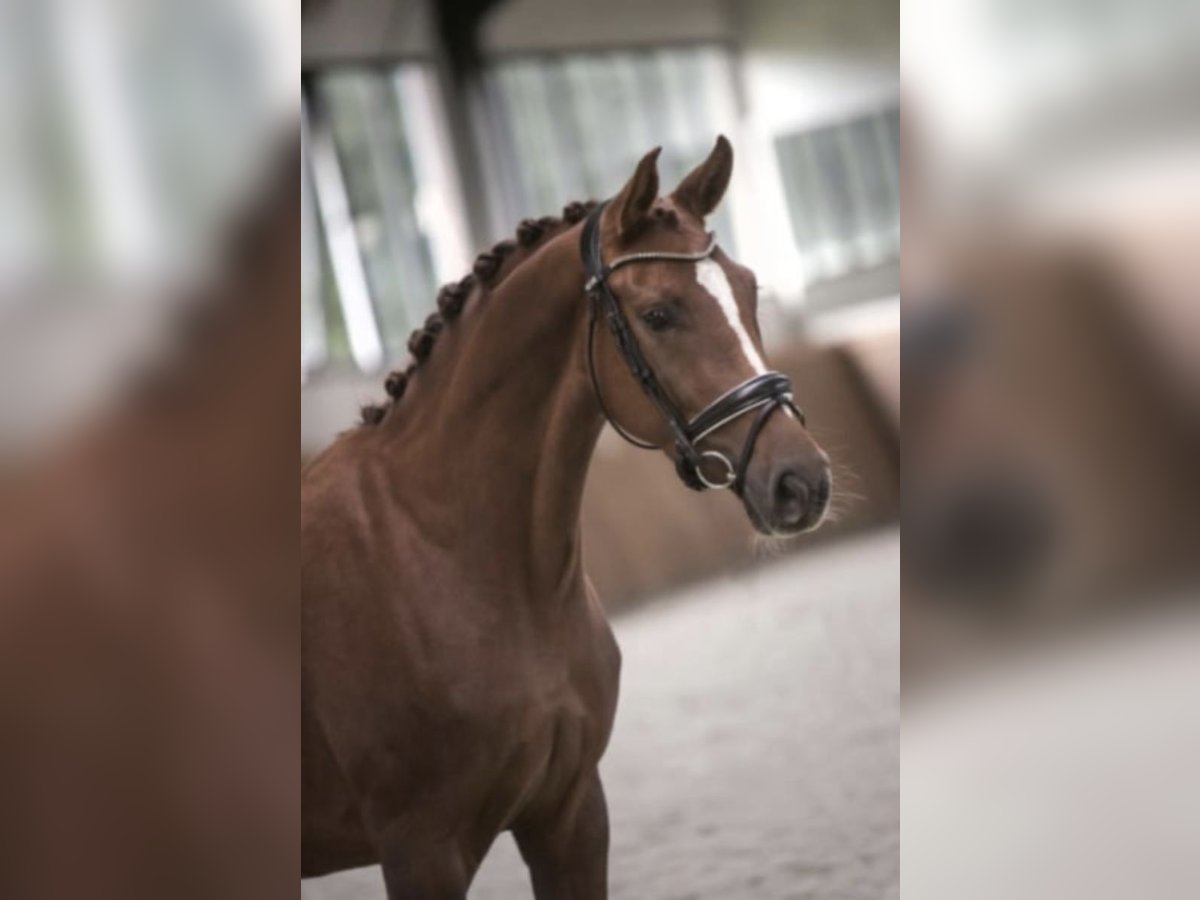 Westfalisk häst Sto 8 år 168 cm fux in Hörstel