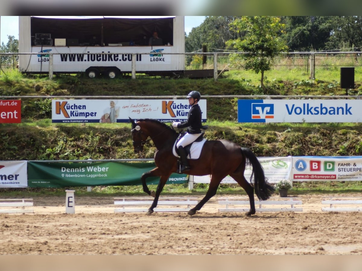 Westfalisk häst Sto 9 år 176 cm Brun in Ibbenbüren