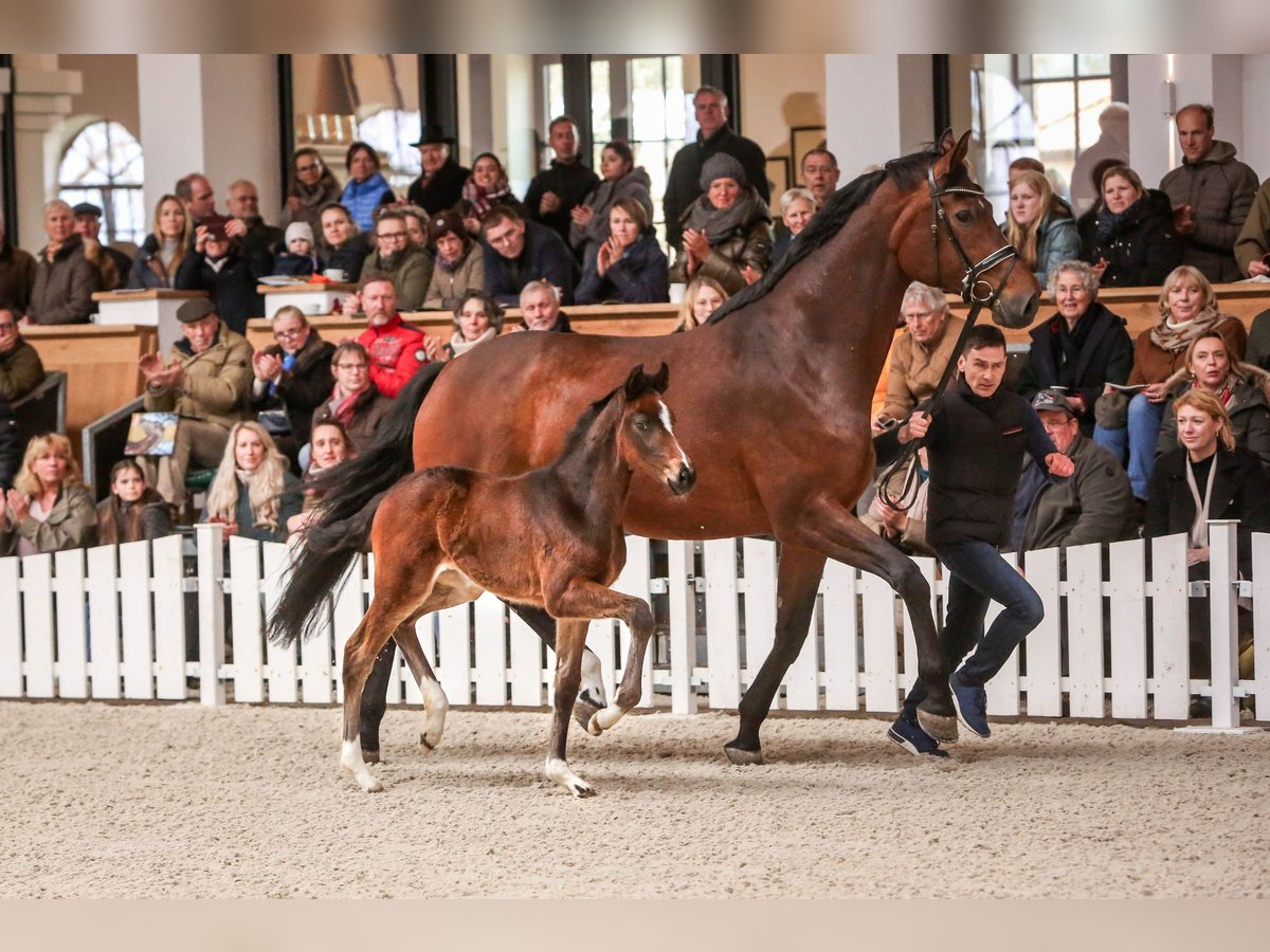 Westfalisk häst Sto Föl (02/2024) 172 cm Mörkbrun in Grebin