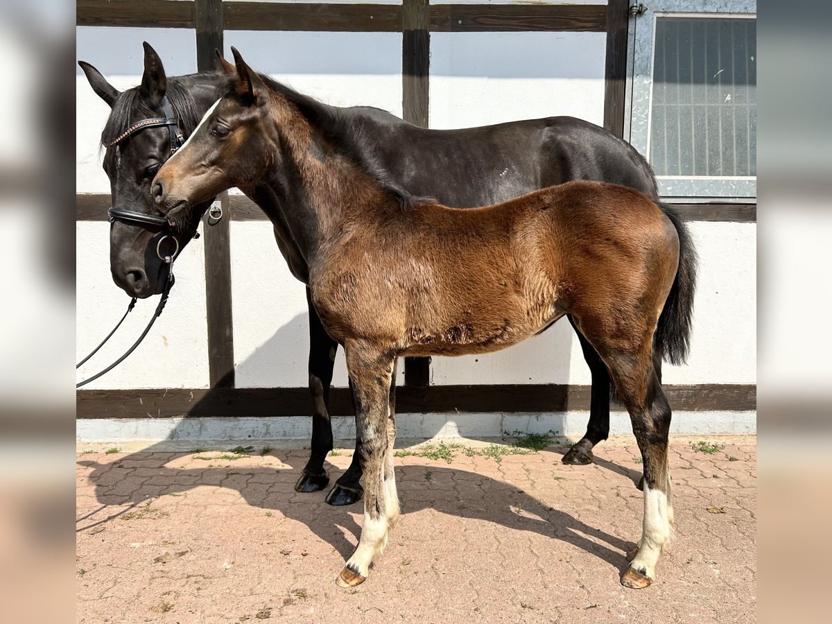 Westfalisk häst Sto Föl (03/2024) Rökfärgad svart in Hameln