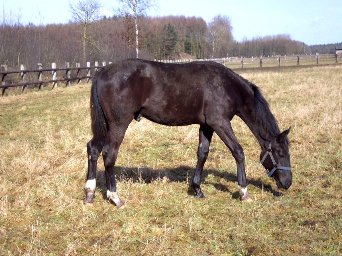 Westfalisk häst Valack 10 år 170 cm Mörkbrun in Herzlake