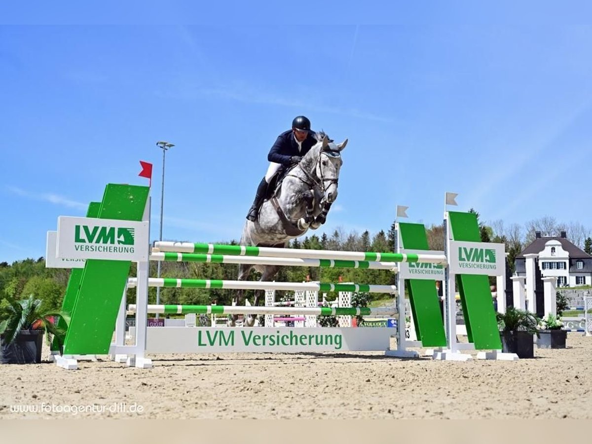 Westfalisk häst Valack 10 år 174 cm Grå in Kranzberg