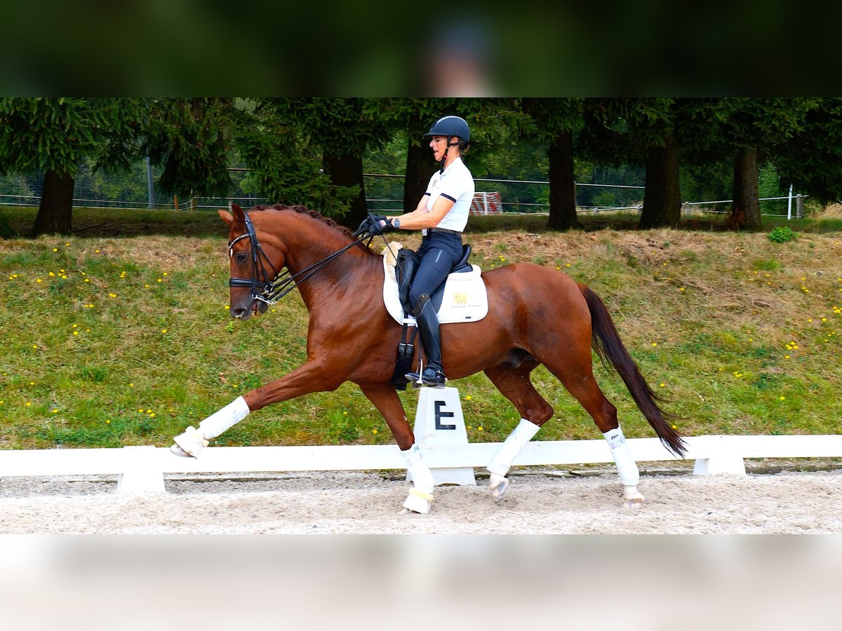 Westfalisk häst Valack 11 år 170 cm fux in Freiensteinau