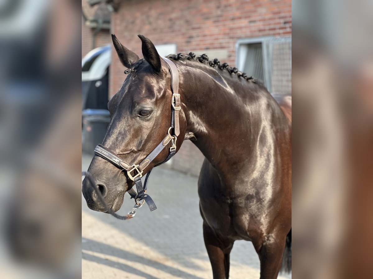 Westfalisk häst Valack 11 år 171 cm Rökfärgad svart in Rheine