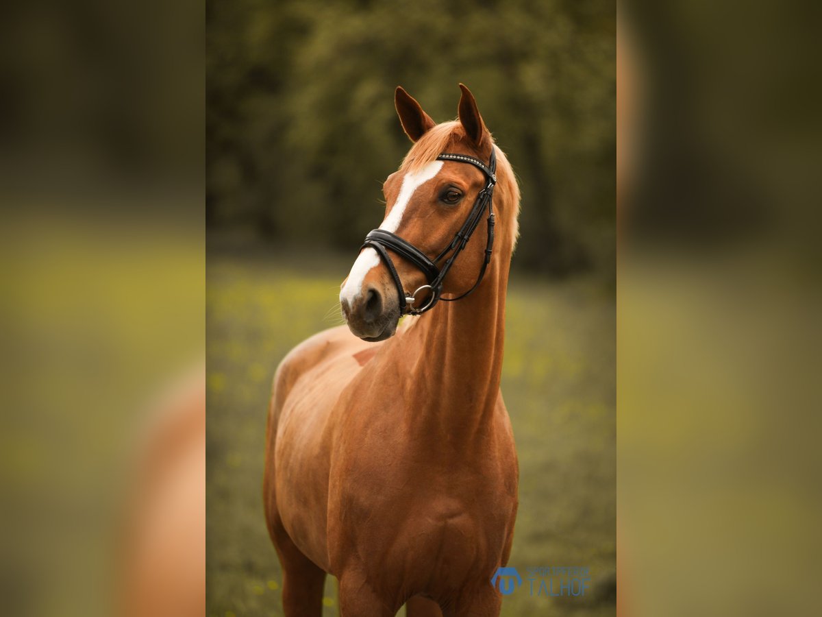 Westfalisk häst Valack 12 år 165 cm fux in Korntal-Münchingen