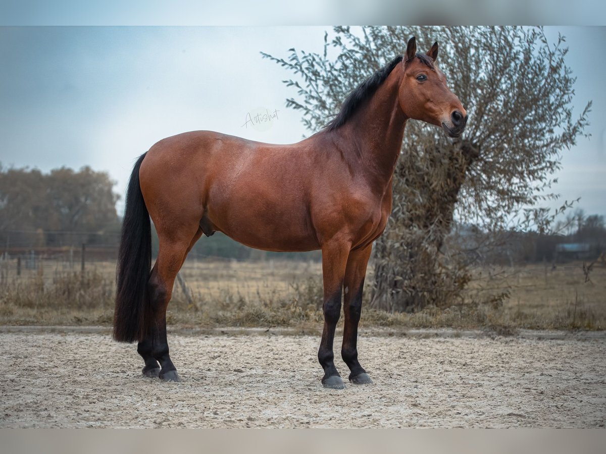 Westfalisk häst Valack 12 år 168 cm Brun in Terborg