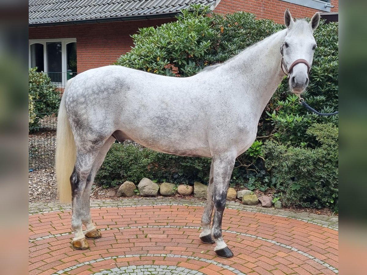 Westfalisk häst Valack 12 år 169 cm Grå in Wettrup