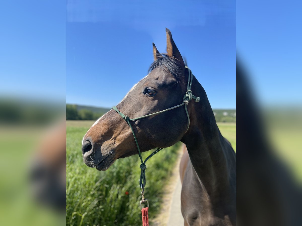 Westfalisk häst Valack 13 år 169 cm Mörkbrun in Alsfeld