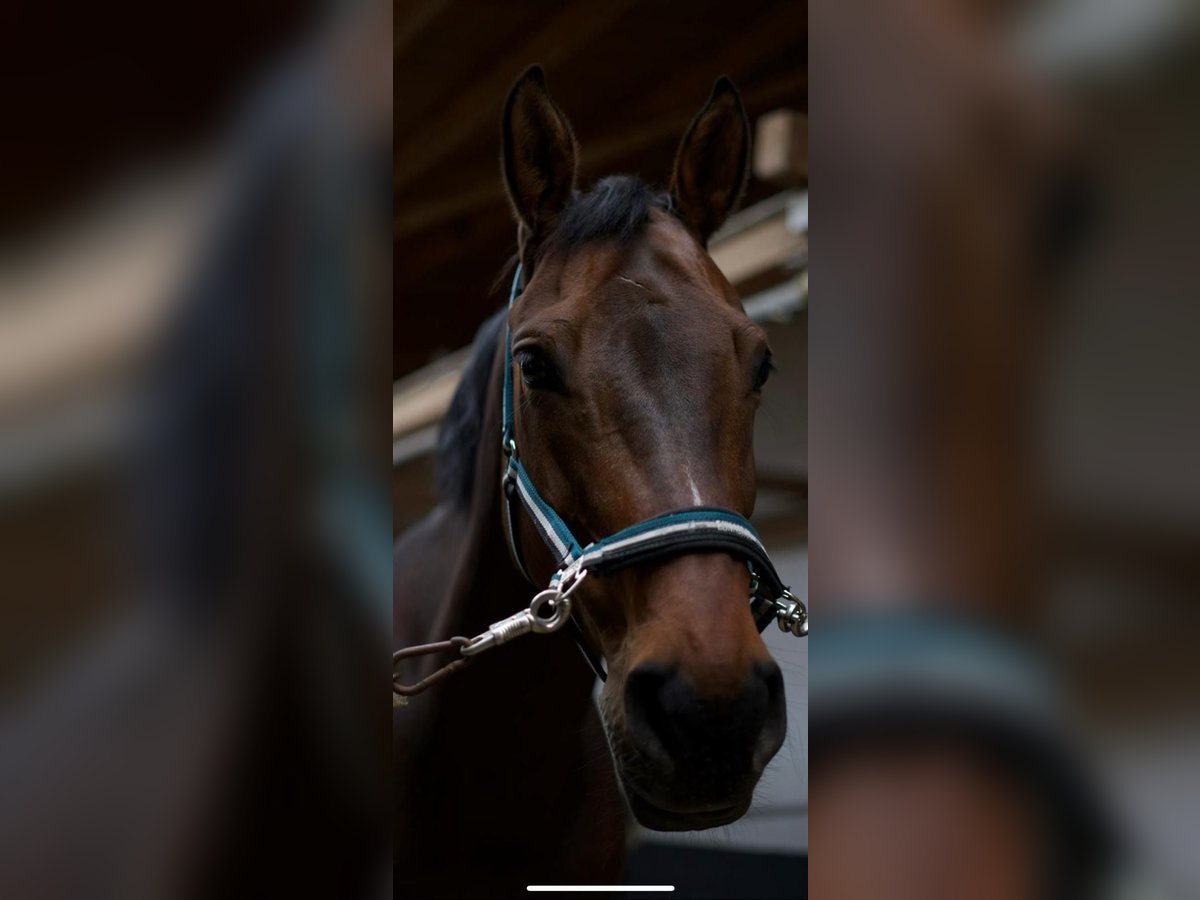 Westfalisk häst Valack 14 år 169 cm Brun in Germersheim