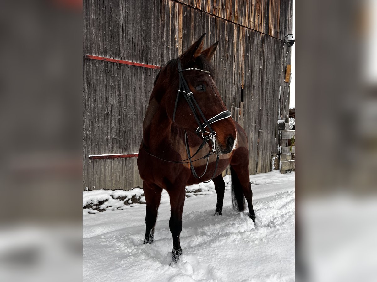 Westfalisk häst Valack 15 år in Stockach