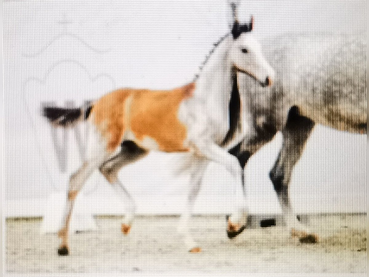 Westfalisk häst Valack 1 år 167 cm Grå in Frankenberg (Eder)