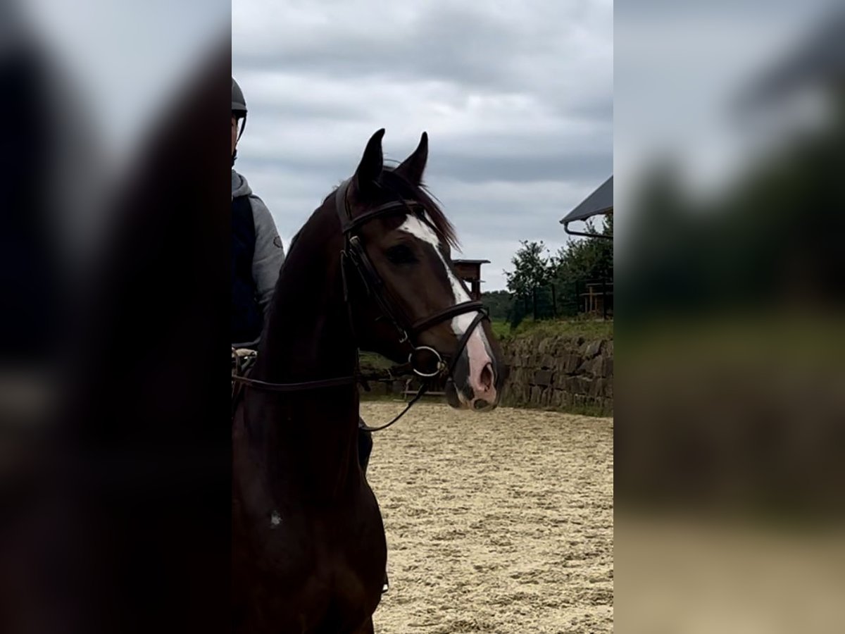 Westfalisk häst Valack 3 år 157 cm Brun in Lindlar