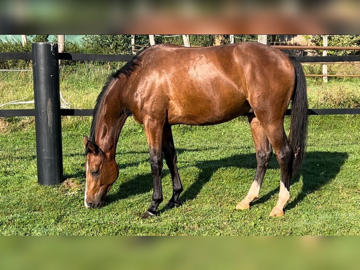 Westfalisk häst Valack 3 år 165 cm Brun in Hofgeismar