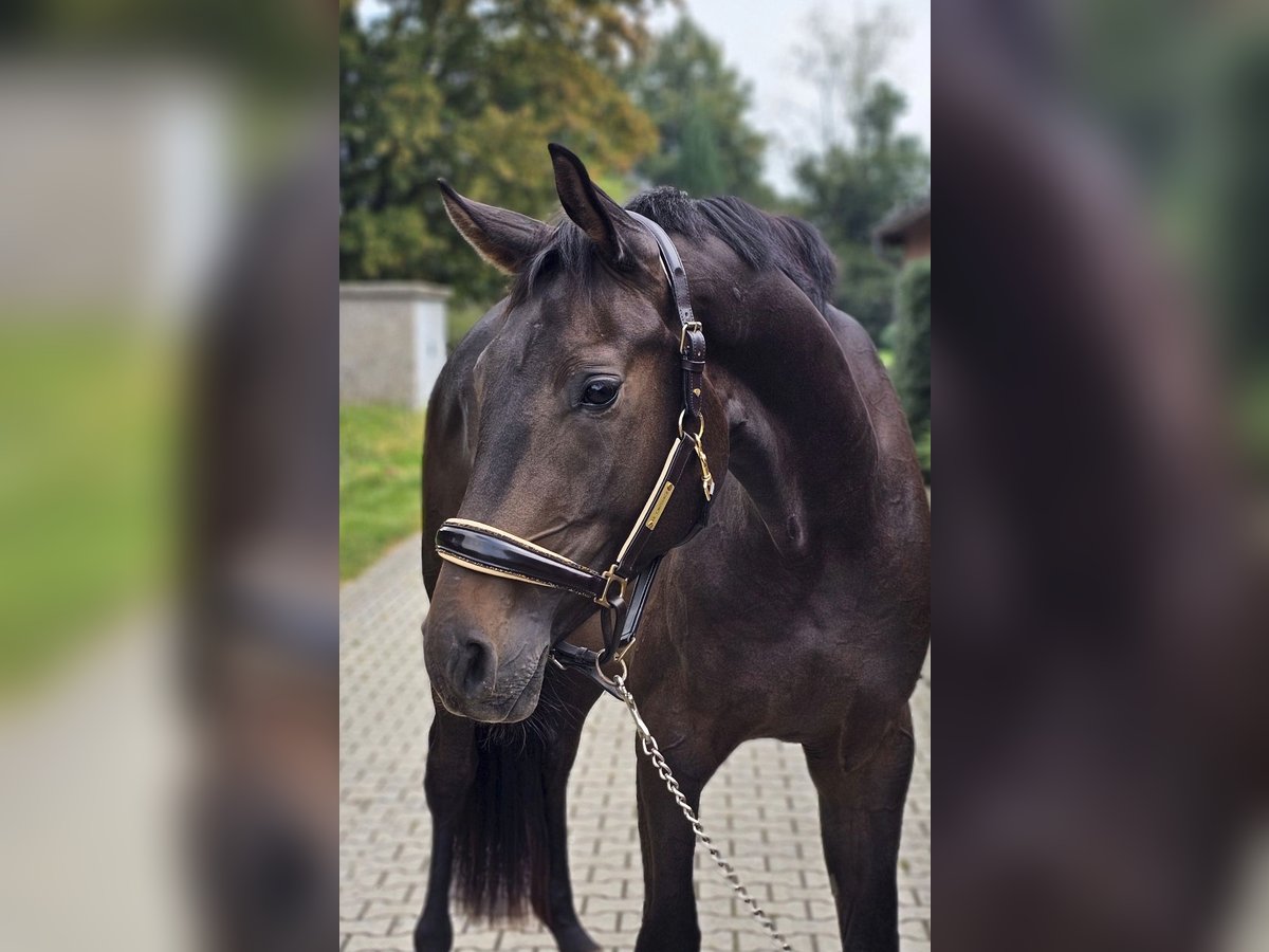 Westfalisk häst Valack 3 år 169 cm Brun in Lippetal