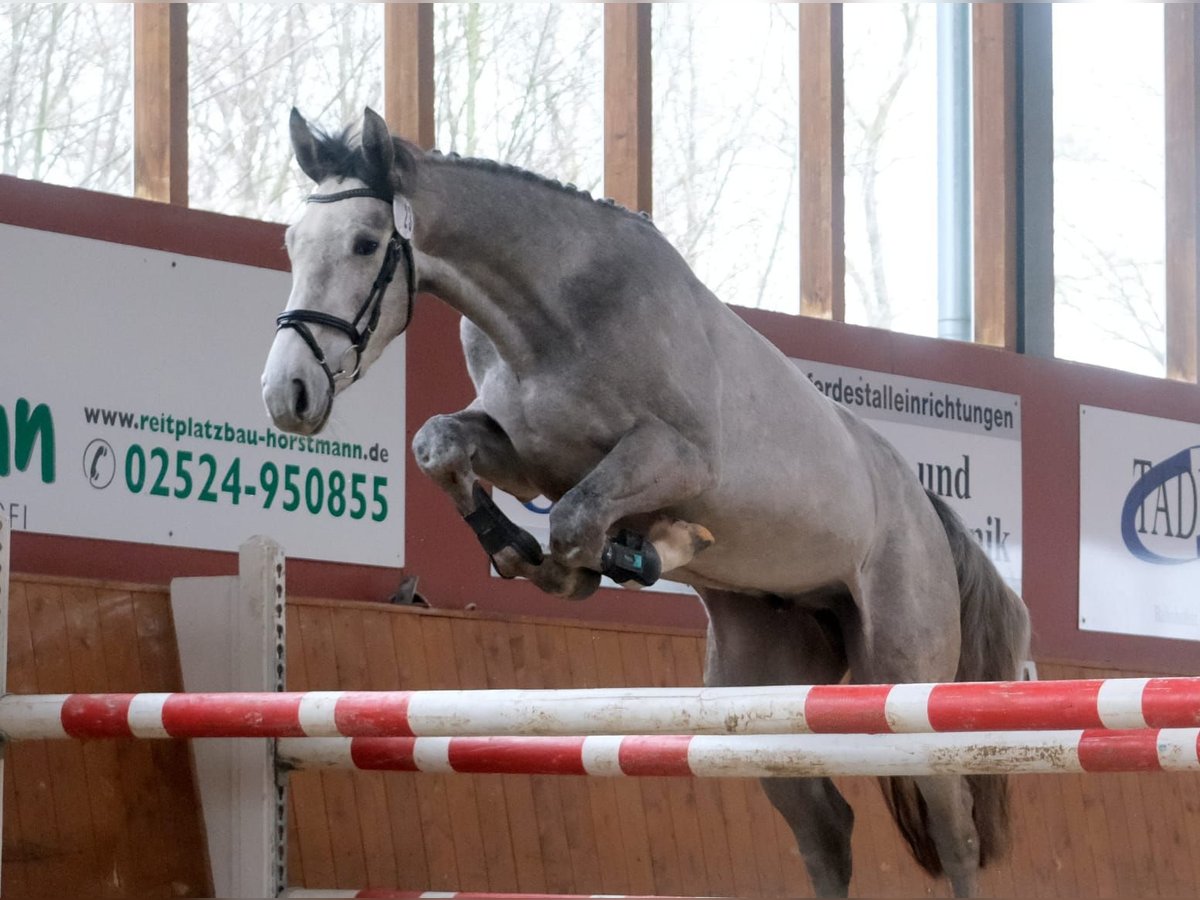 Westfalisk häst Valack 3 år 169 cm Grå in Ennigerloh